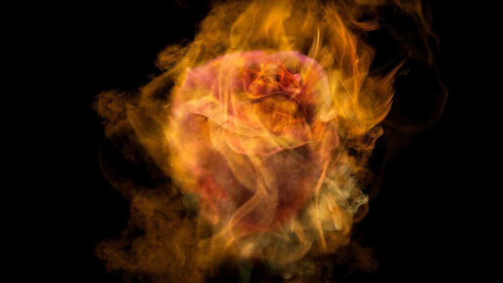 Rose en feu qui brûle d'un amour fou.